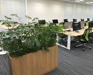 オフィススペース 観葉植物 レンタル 事例