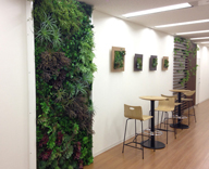 応接室、壁面緑化 観葉植物 レンタル 事例