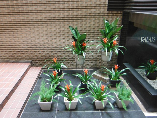 マンション内プランター 草花