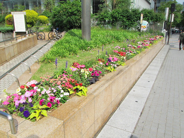 築地川銀座公園 草花