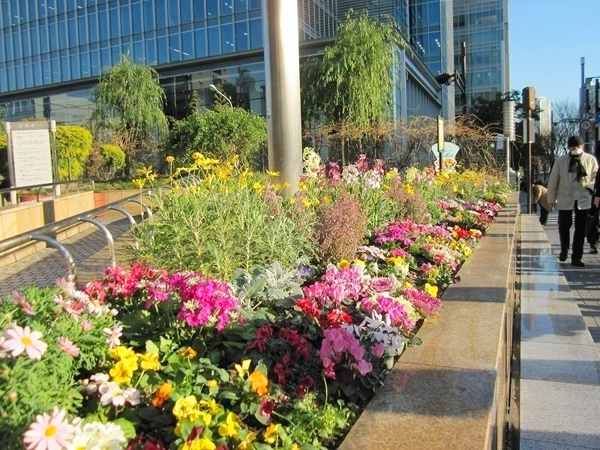 築地川銀座公園 草花