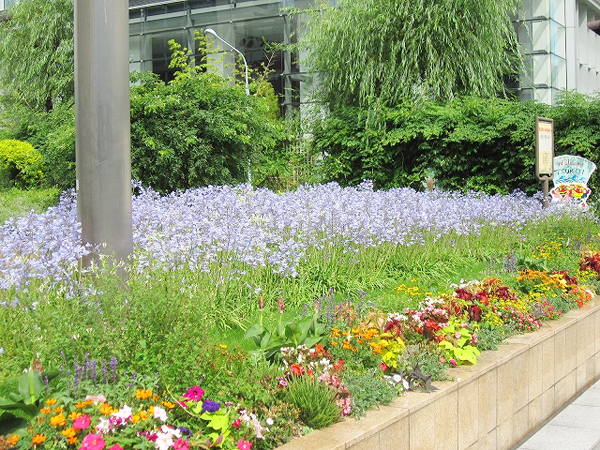 築地川銀座公園 草花