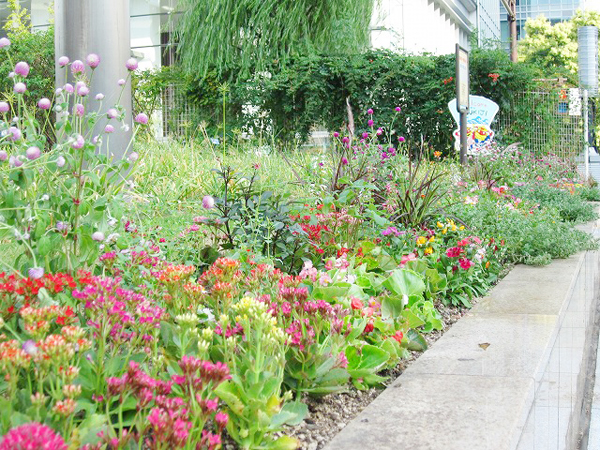 築地川銀座公園 草花