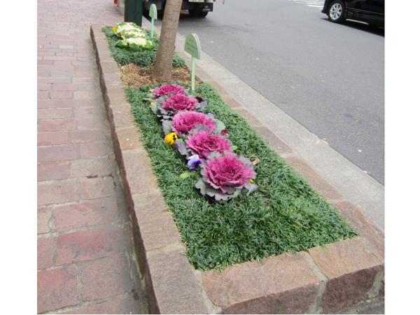 銀座みゆき通り 草花