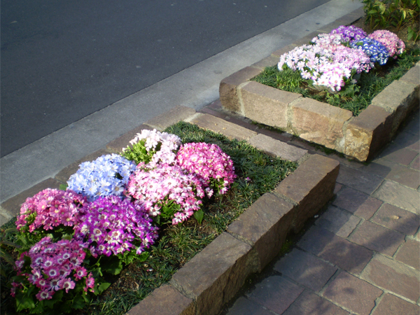 銀座みゆき通り 草花