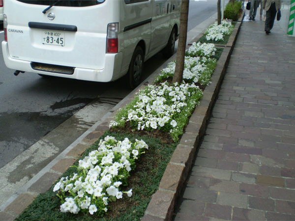 銀座みゆき通り 草花