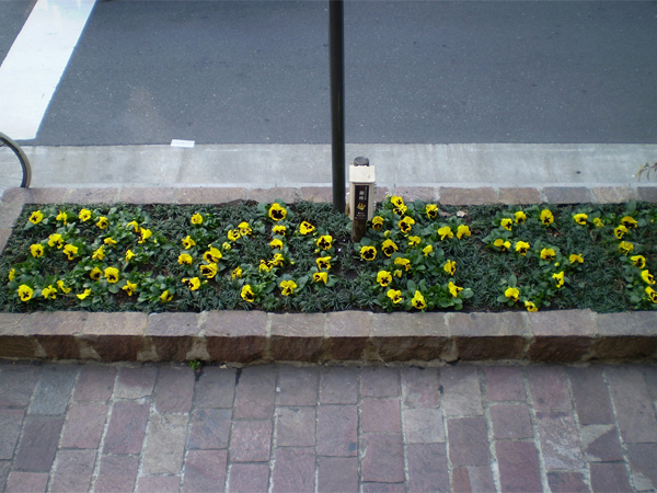 銀座みゆき通り 草花