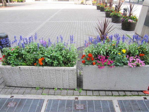 銀座数寄屋橋公園 草花