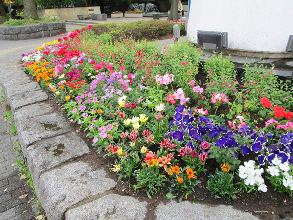 銀座数寄屋橋公園 草花