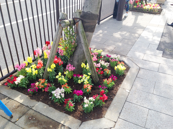 港区芝地区街路樹 草花