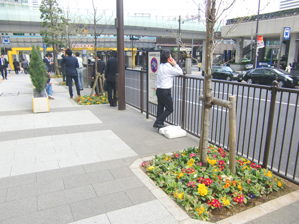 港区芝地区街路樹 草花