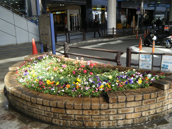 港区芝地区街路樹 草花