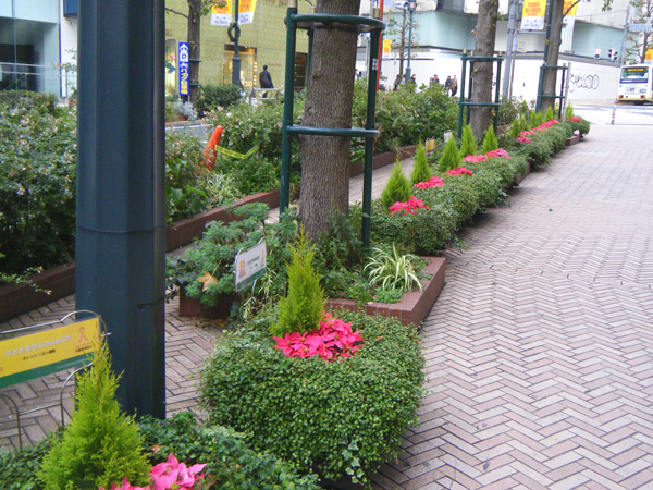 渋谷公園通り 草花