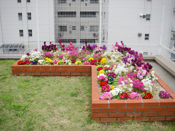 新宿病院屋上花壇 草花